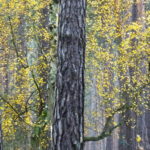 DSC06749bearbpage